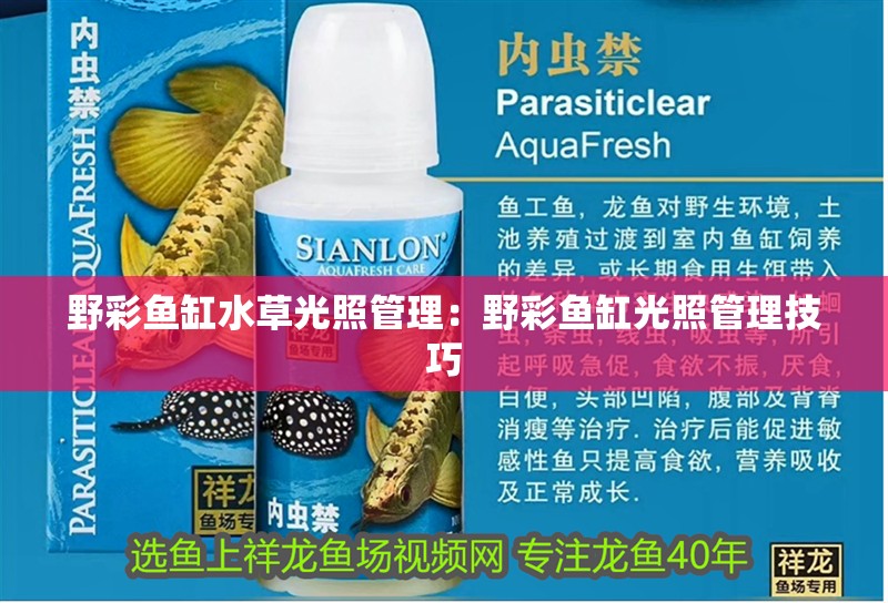 野彩魚缸水草光照管理：野彩魚缸光照管理技巧
