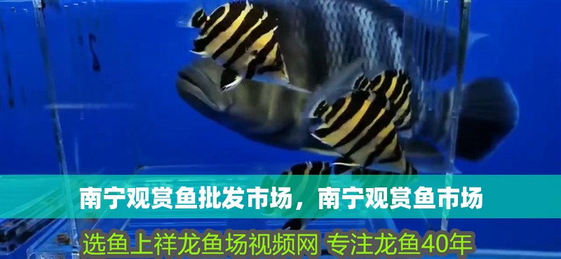 南寧觀賞魚批發市場，南寧觀賞魚市場