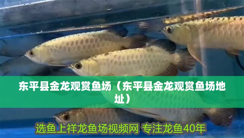 東平縣金龍觀賞魚場（東平縣金龍觀賞魚場地址）
