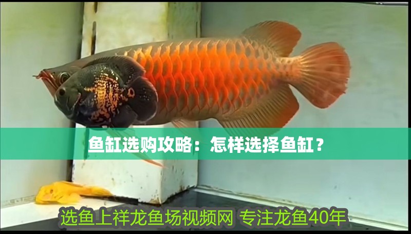 魚缸選購攻略：怎樣選擇魚缸？