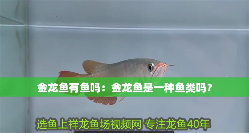 金龍魚有魚嗎：金龍魚是一種魚類嗎？