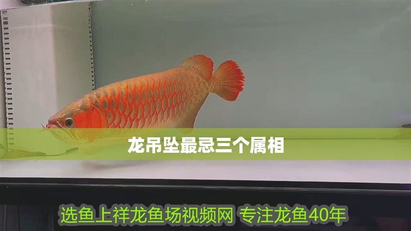 龍吊墜最忌三個屬相