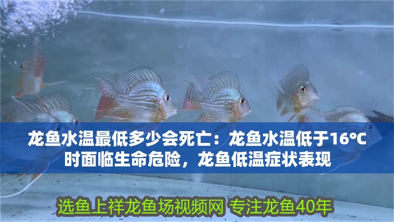 龍魚水溫最低多少會死亡：龍魚水溫低于16℃時面臨生命危險，龍魚低溫癥狀表現