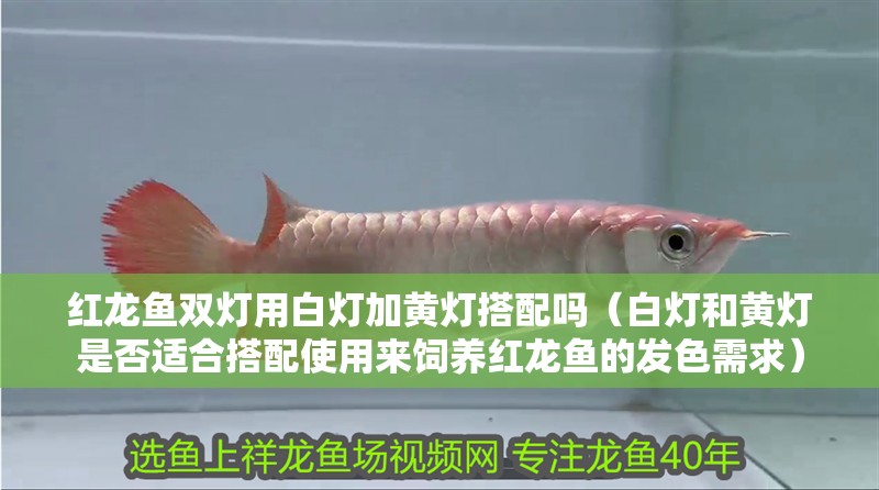 紅龍魚雙燈用白燈加黃燈搭配嗎（白燈和黃燈是否適合搭配使用來飼養紅龍魚的發色需求）