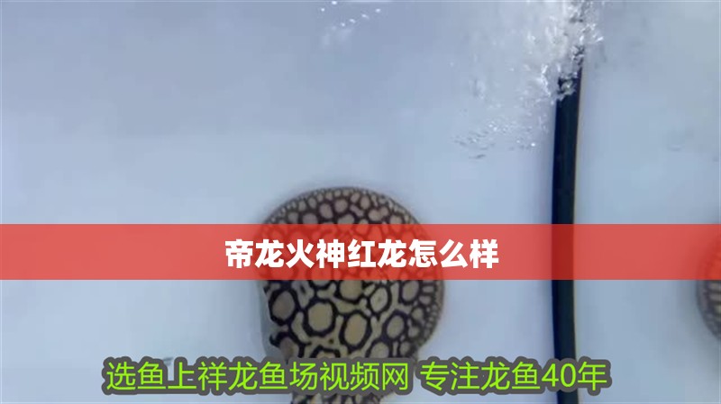 帝龍火神紅龍怎么樣
