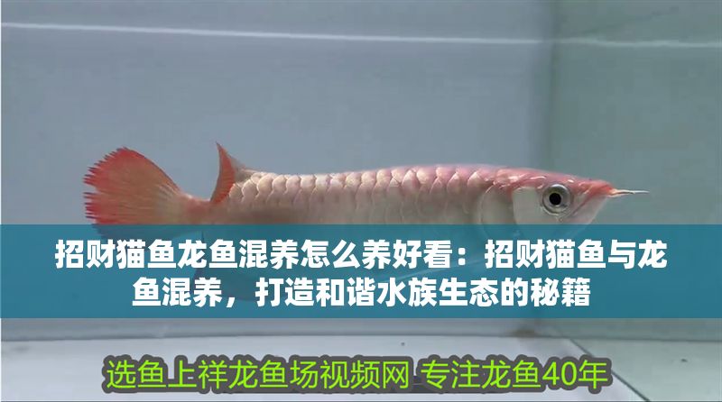 招財(cái)貓魚龍魚混養(yǎng)怎么養(yǎng)好看：招財(cái)貓魚與龍魚混養(yǎng)，打造和諧水族生態(tài)的秘籍