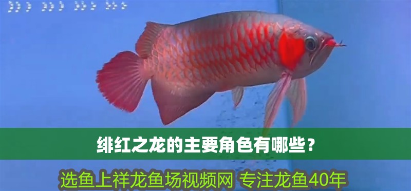 緋紅之龍的主要角色有哪些？