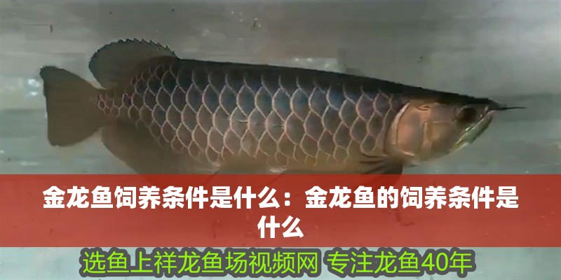 金龍魚飼養(yǎng)條件是什么：金龍魚的飼養(yǎng)條件是什么