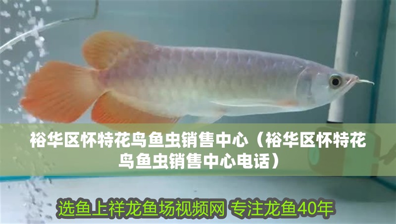 裕華區懷特花鳥魚蟲銷售中心（裕華區懷特花鳥魚蟲銷售中心電話）