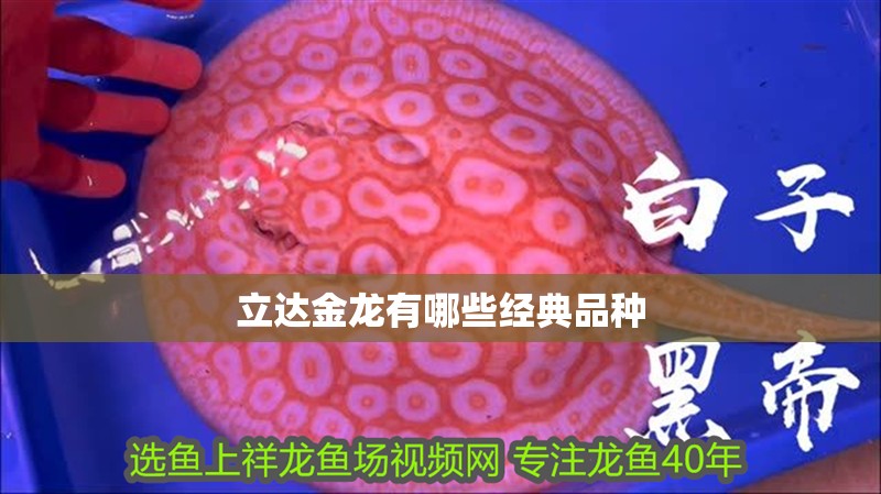 立達金龍有哪些經典品種