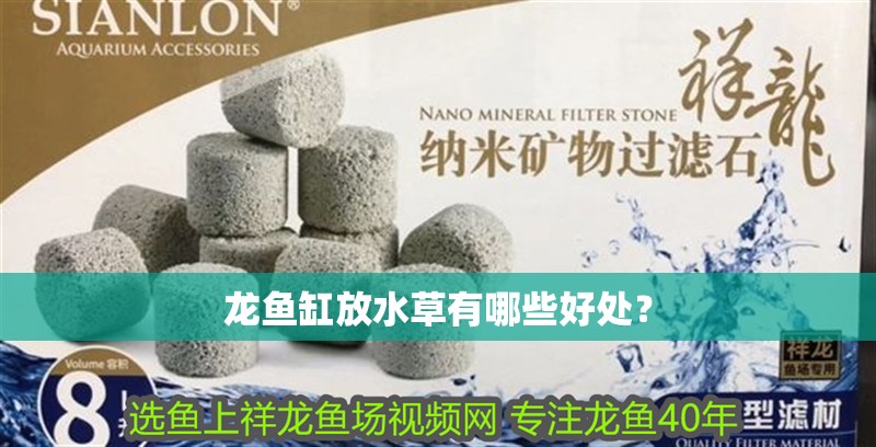 龍魚缸放水草有哪些好處？