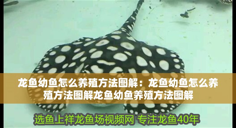 龍魚幼魚怎么養殖方法圖解：龍魚幼魚怎么養殖方法圖解龍魚幼魚養殖方法圖解