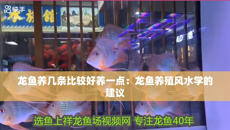 龍魚養(yǎng)幾條比較好養(yǎng)一點(diǎn)：龍魚養(yǎng)殖風(fēng)水學(xué)的建議