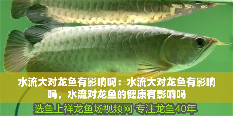 水流大對龍魚有影響嗎：水流大對龍魚有影響嗎，水流對龍魚的健康有影響嗎