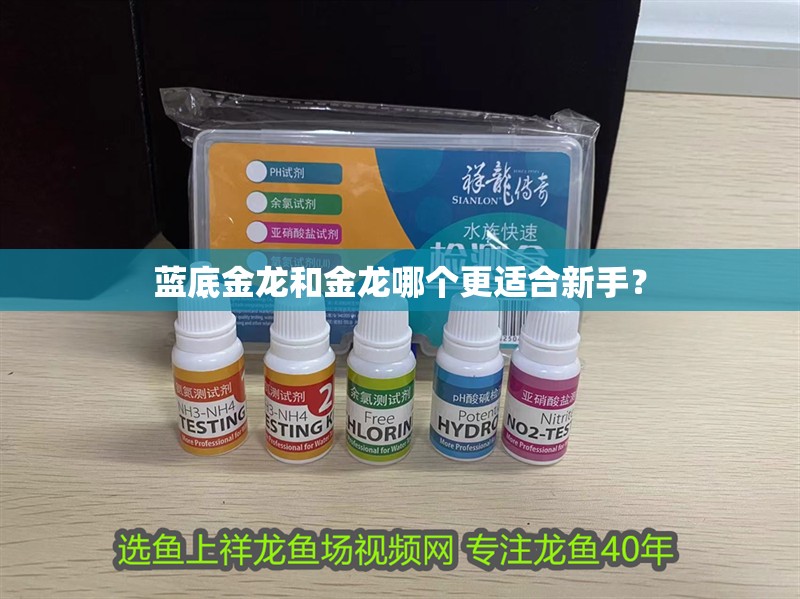 藍底金龍和金龍哪個更適合新手？