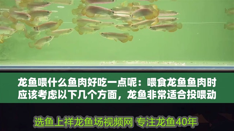 龍魚喂什么魚肉好吃一點呢：喂食龍魚魚肉時應該考慮以下幾個方面，龍魚非常適合投喂動物性飼料