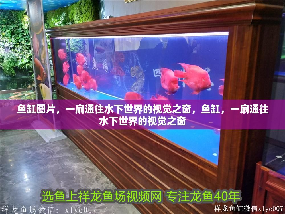 魚缸圖片，一扇通往水下世界的視覺之窗，魚缸，一扇通往水下世界的視覺之窗