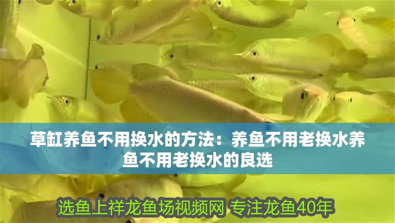 草缸養魚不用換水的方法：養魚不用老換水養魚不用老換水的良選