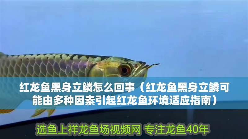 紅龍魚黑身立鱗怎么回事（紅龍魚黑身立鱗可能由多種因素引起紅龍魚環境適應指南）