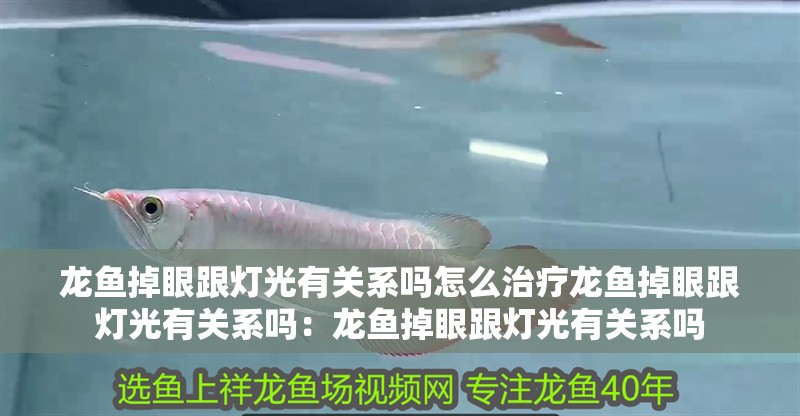 龍魚掉眼跟燈光有關系嗎怎么治療龍魚掉眼跟燈光有關系嗎：龍魚掉眼跟燈光有關系嗎