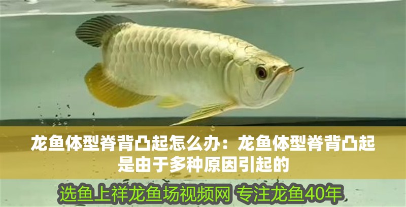 龍魚體型脊背凸起怎么辦：龍魚體型脊背凸起是由于多種原因引起的