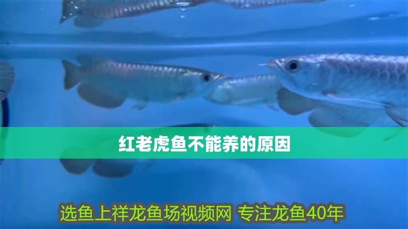 魚缸過濾器選購指南:自制魚缸過濾器魚缸上置過濾器對于養魚愛好者的必備知識 紅老虎魚不能養的原因 龍魚論壇 紅老虎魚不能養的原因 紅老虎魚不能養的原因 龍魚論壇