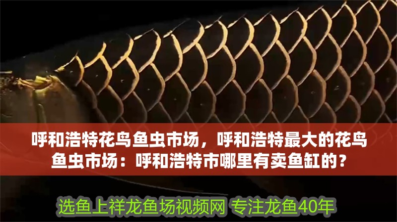 呼和浩特花鳥魚蟲市場，呼和浩特最大的花鳥魚蟲市場：呼和浩特市哪里有賣魚缸的？