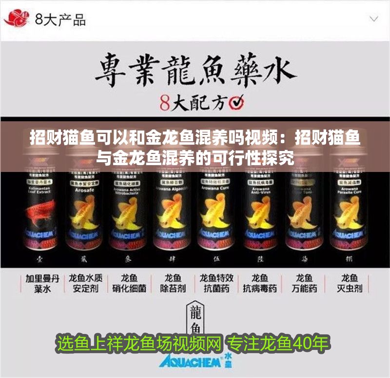 招財貓魚可以和金龍魚混養嗎視頻：招財貓魚與金龍魚混養的可行性探究