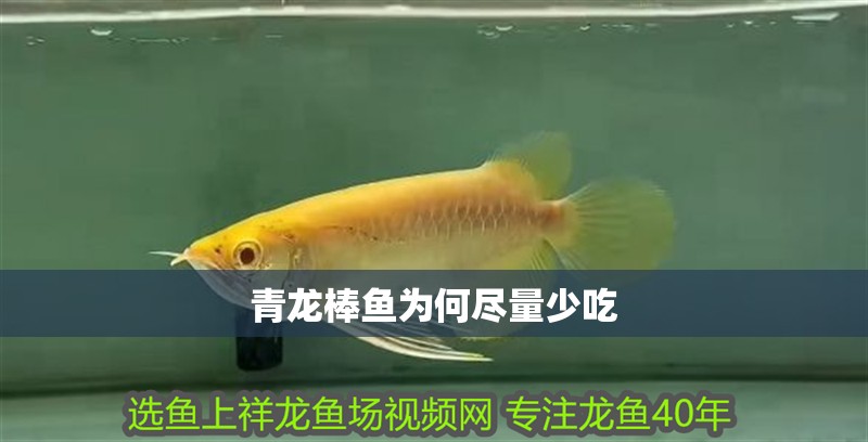 青龍棒魚為何盡量少吃