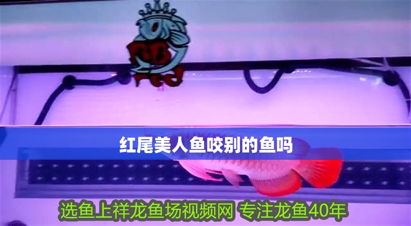 紅尾美人魚咬別的魚嗎