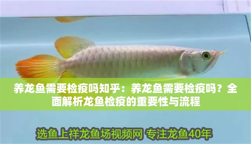 養(yǎng)龍魚需要檢疫嗎知乎：養(yǎng)龍魚需要檢疫嗎？全面解析龍魚檢疫的重要性與流程