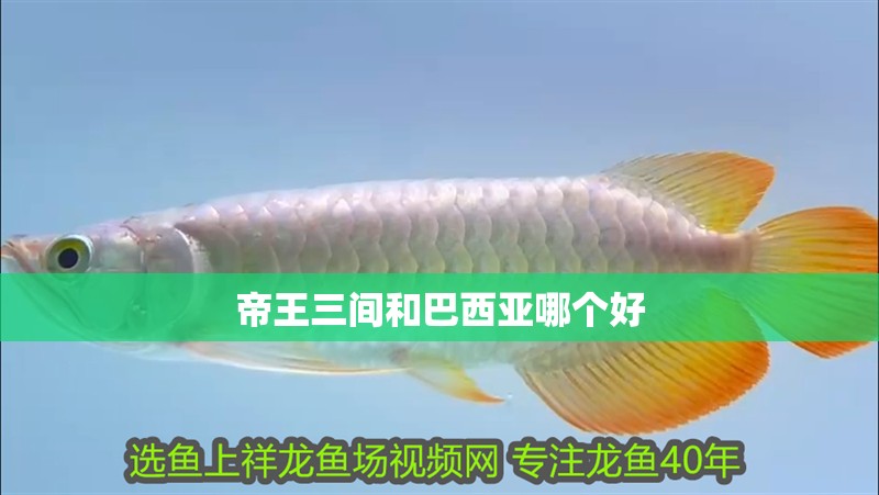 帝王三間和巴西亞哪個好