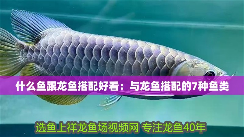什么魚跟龍魚搭配好看：與龍魚搭配的7種魚類