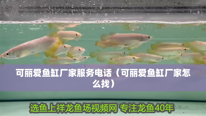 可麗愛魚缸廠家服務電話（可麗愛魚缸廠家怎么找） 可麗愛魚缸廠家服務電話（可麗愛魚缸廠家怎么找） 魚缸百科