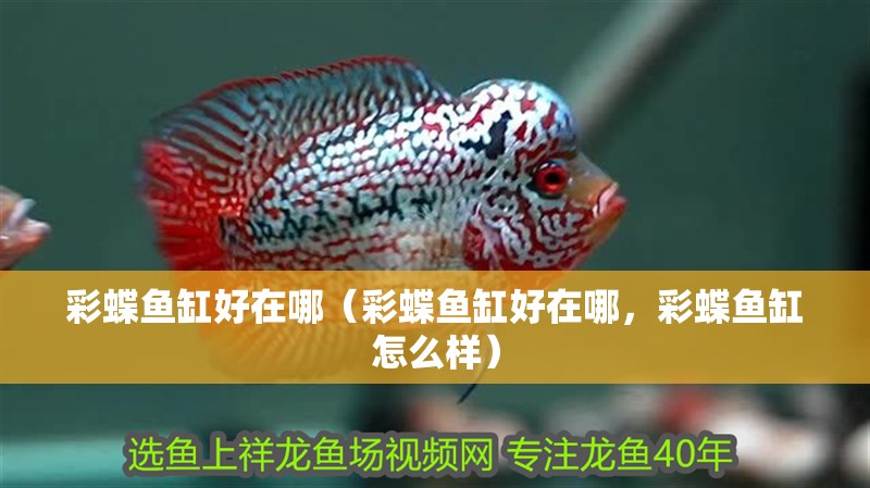 彩蝶魚缸好在哪（彩蝶魚缸好在哪，彩蝶魚缸怎么樣）