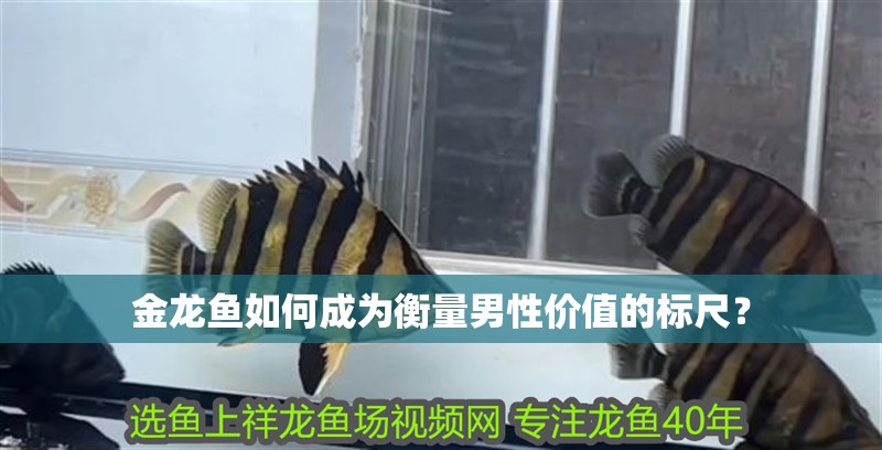 金龍魚如何成為衡量男性價值的標(biāo)尺？