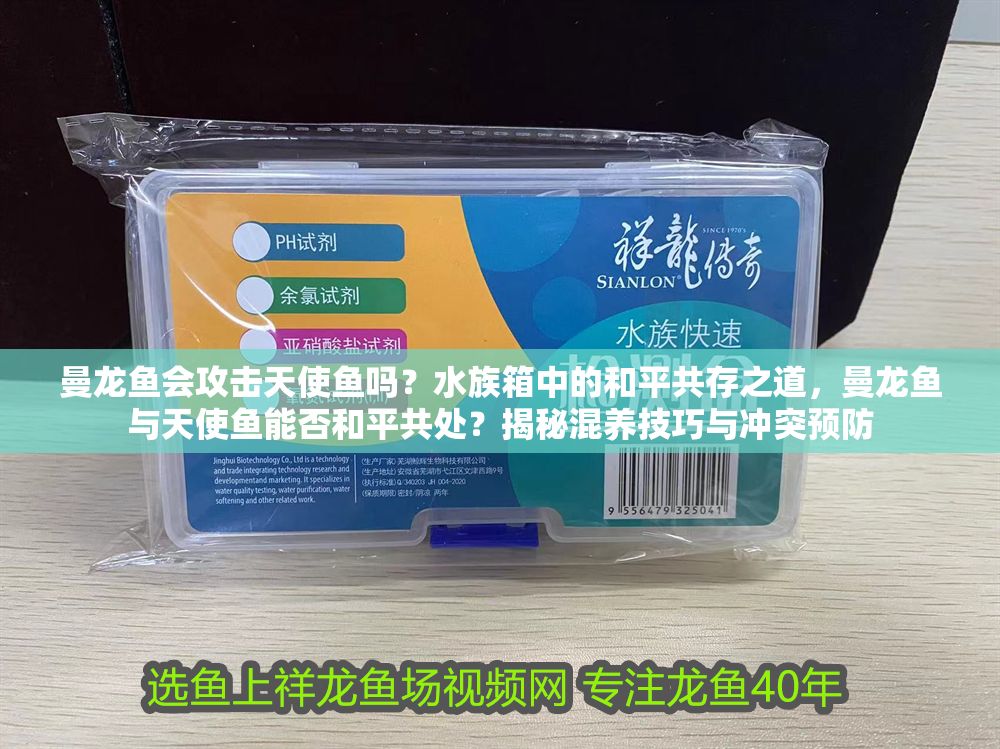 曼龍魚會攻擊天使魚嗎？水族箱中的和平共存之道，曼龍魚與天使魚能否和平共處？揭秘混養技巧與沖突預防