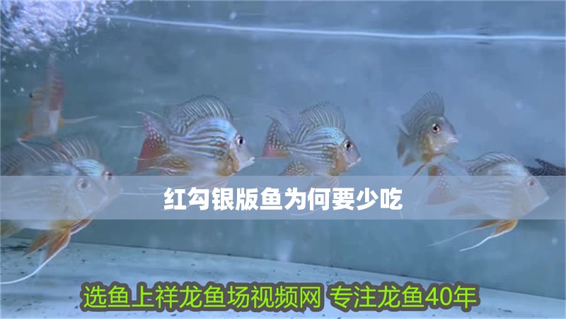 紅勾銀版魚為何要少吃 紅勾銀版魚為何要少吃 龍魚論壇