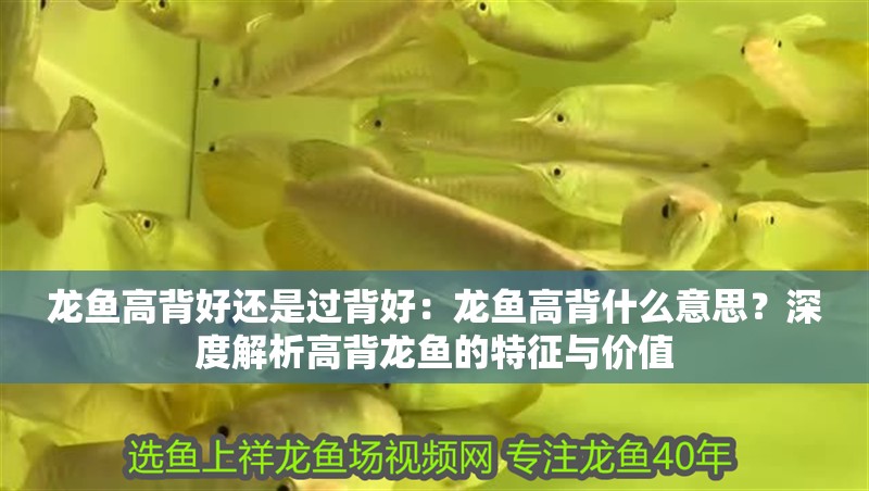 龍魚高背好還是過背好：龍魚高背什么意思？深度解析高背龍魚的特征與價值