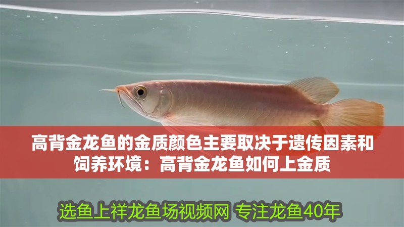 高背金龍魚的金質(zhì)顏色主要取決于遺傳因素和飼養(yǎng)環(huán)境：高背金龍魚如何上金質(zhì)