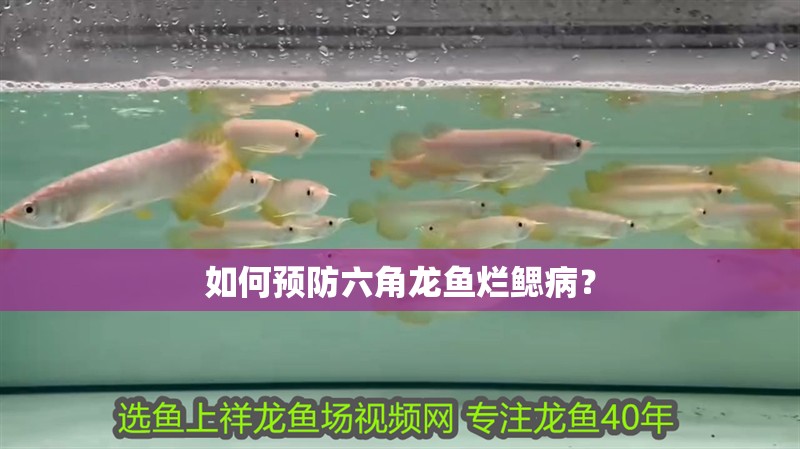 如何預防六角龍魚爛鰓??？