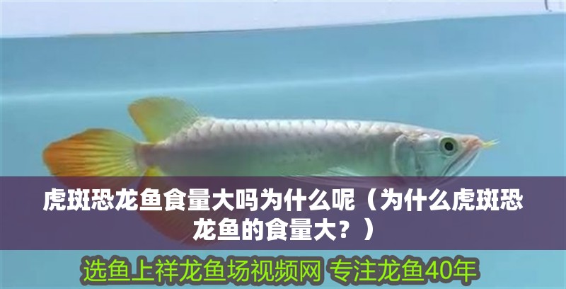 虎斑恐龍魚食量大嗎為什么呢（為什么虎斑恐龍魚的食量大？）
