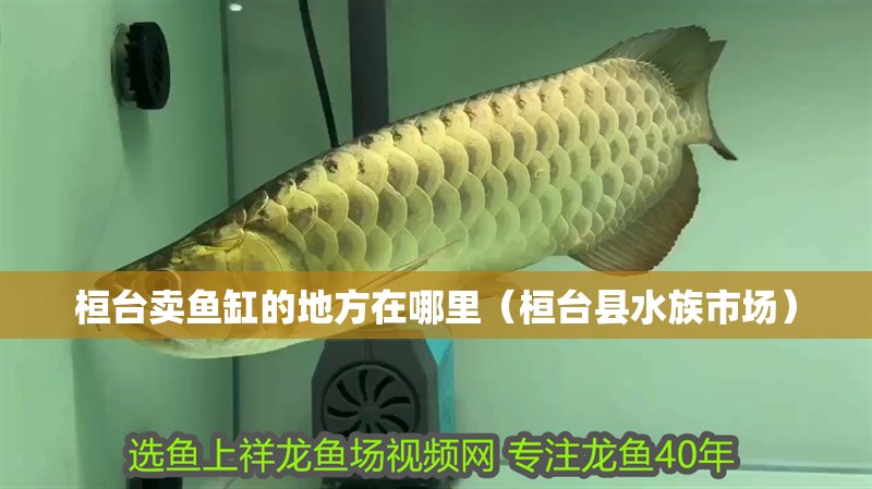 桓臺賣魚缸的地方在哪里（桓臺縣水族市場）
