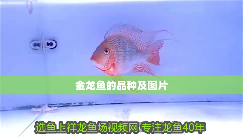 金龍魚的品種及圖片