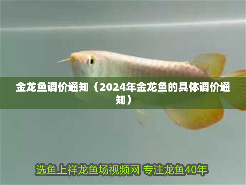 金龍魚調價通知（2024年金龍魚的具體調價通知）