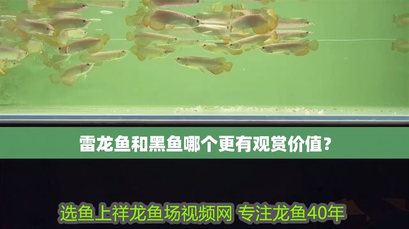 雷龍魚和黑魚哪個更有觀賞價值？