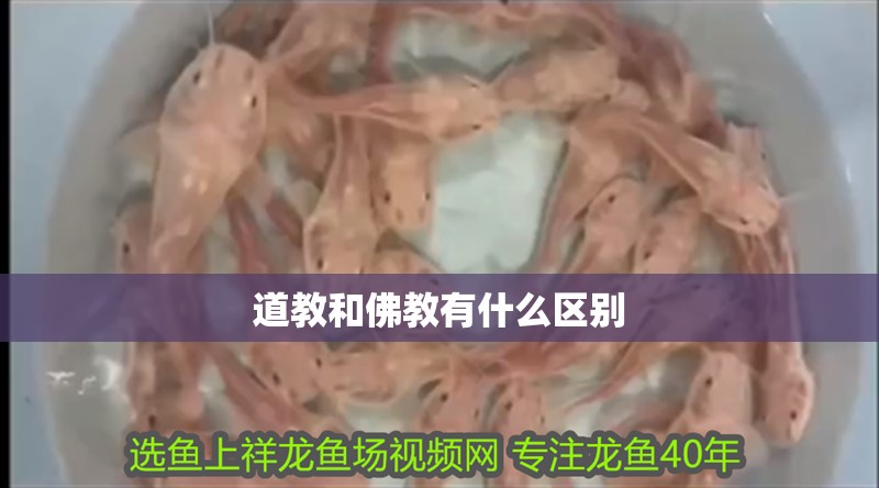 道教和佛教有什么區(qū)別