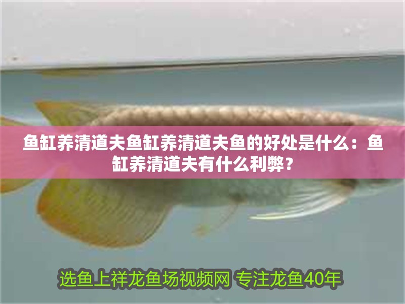 魚缸養清道夫魚缸養清道夫魚的好處是什么：魚缸養清道夫有什么利弊？