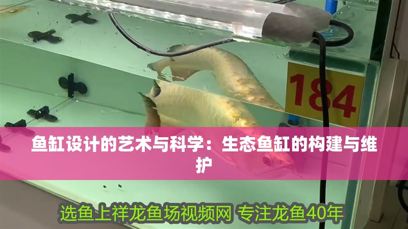 魚缸設計的藝術與科學：生態魚缸的構建與維護