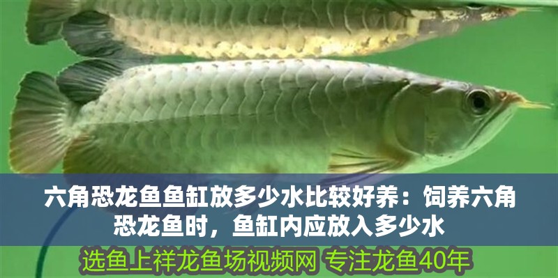 六角恐龍魚魚缸放多少水比較好養：飼養六角恐龍魚時，魚缸內應放入多少水